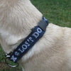 Lost Dog Pub Come Sit Stay Reflective Dog Collar on Model, Tough Lock Clip Closure and Two D-Rings