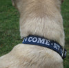 Lost Dog Pub Come Sit Stay Reflective Dog Collar on Dog